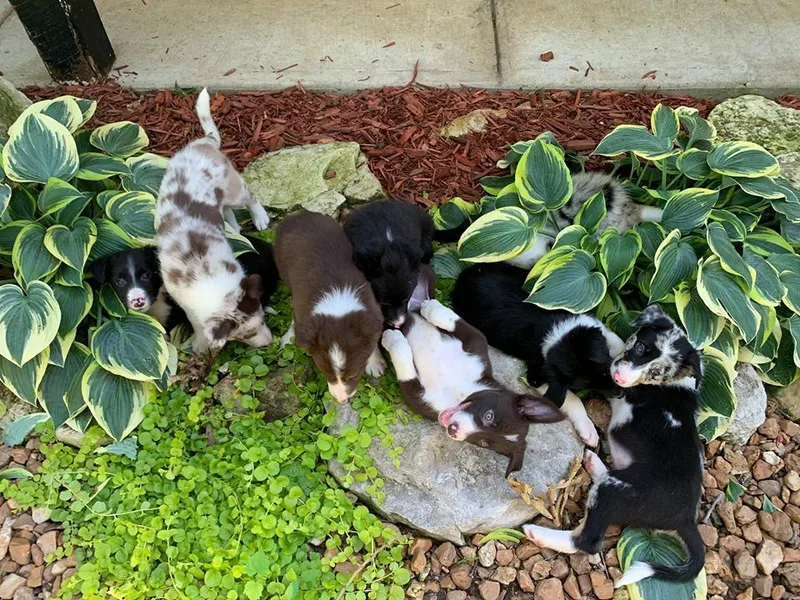 Bent Creek Border Collies
