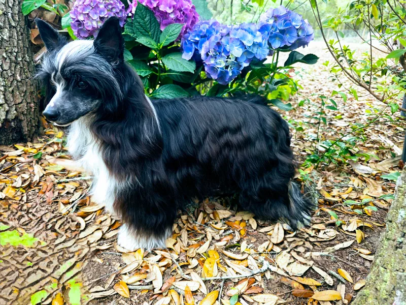 Bent Oak Chines Cresteds