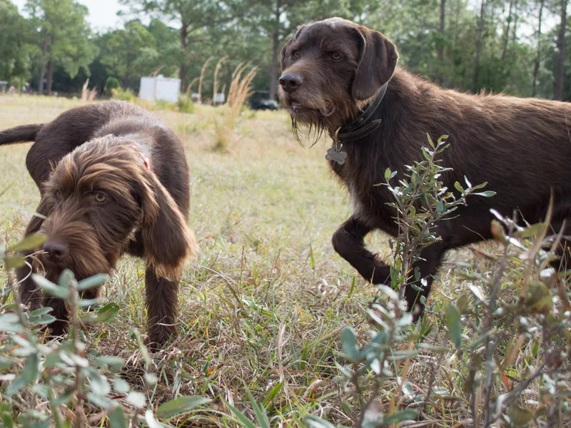 Bent Tree Pudelpointers