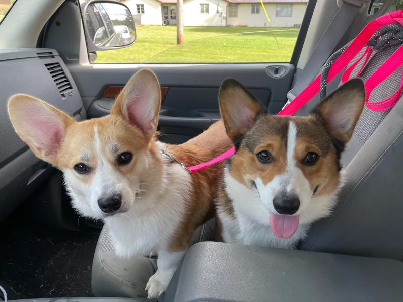 Bentley Corgis LLC