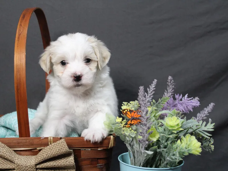 Bentley’s Beloved Havanese