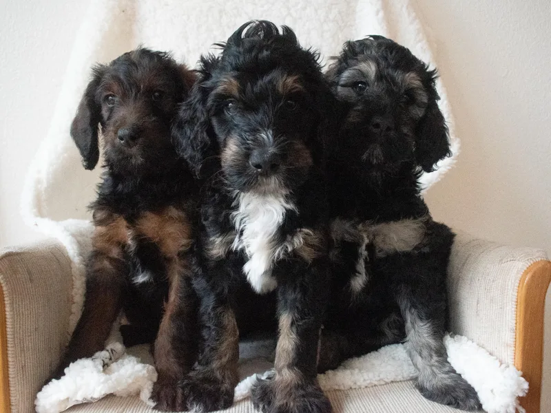 Bentley's Beloved Paws