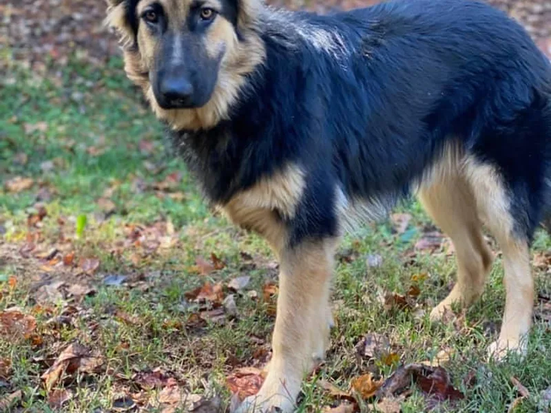 Bentley’s German Shepherds