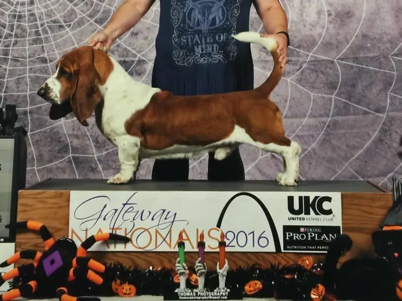Benton Basset Hounds