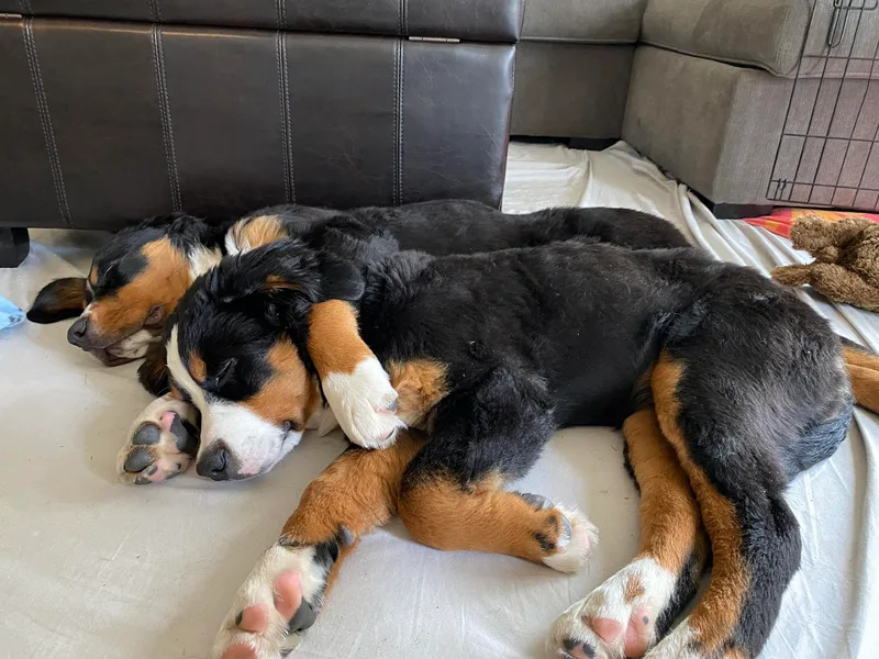 Benton County Berners