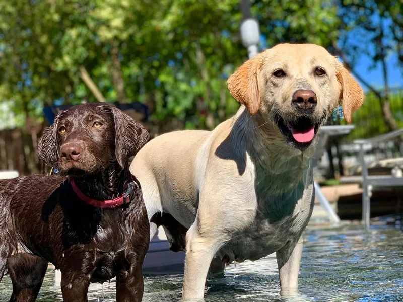 Benvenuti Ranch Labradors