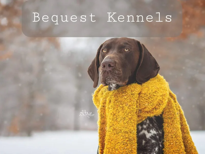 Bequest German Shorthaired Pointers