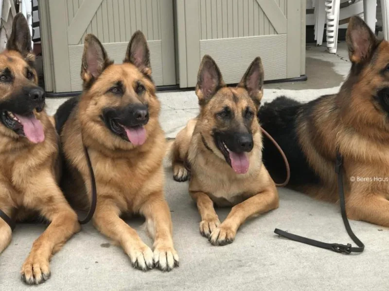 Beres Haus German Shepherds
