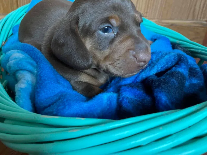 Bergamo’s  Dachshunds