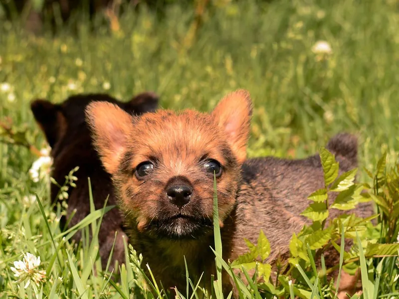 Beric Kennel photo 1