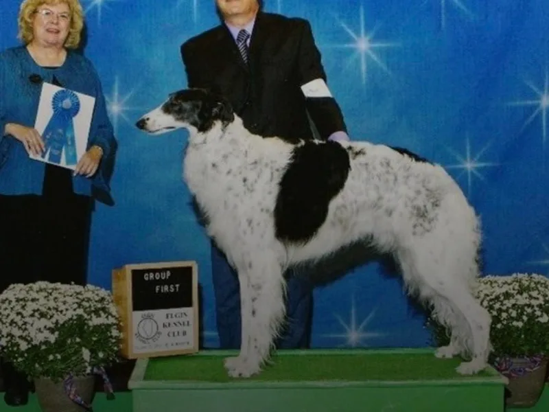Berkshyr Borzoi