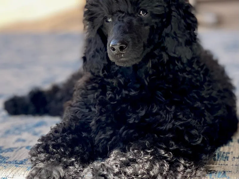 Berndt Sienna Poodles