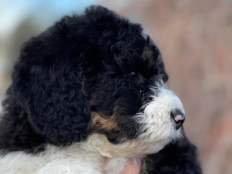 Bernedaddies quality Bernedoodles