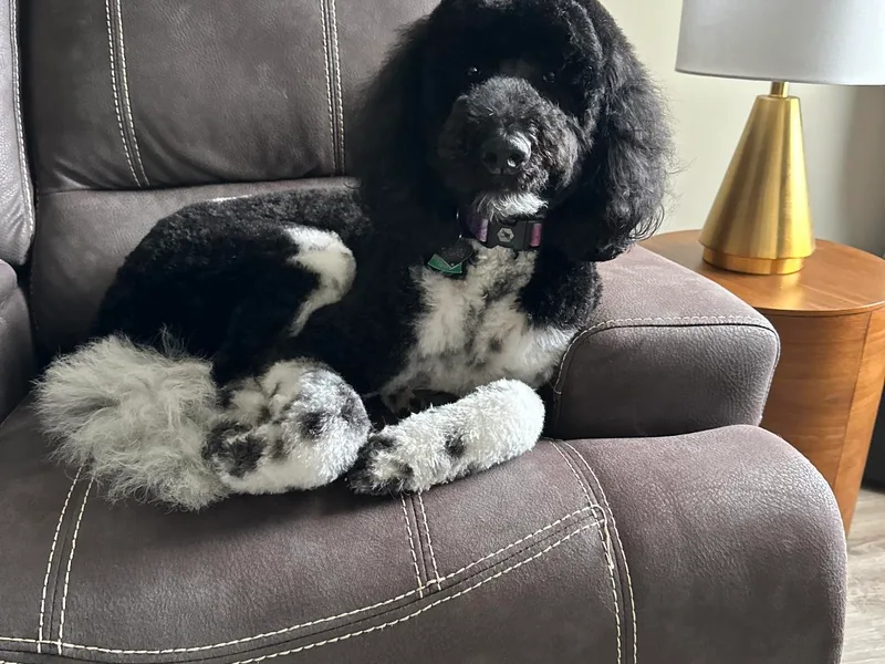 Bernedoodle Bliss