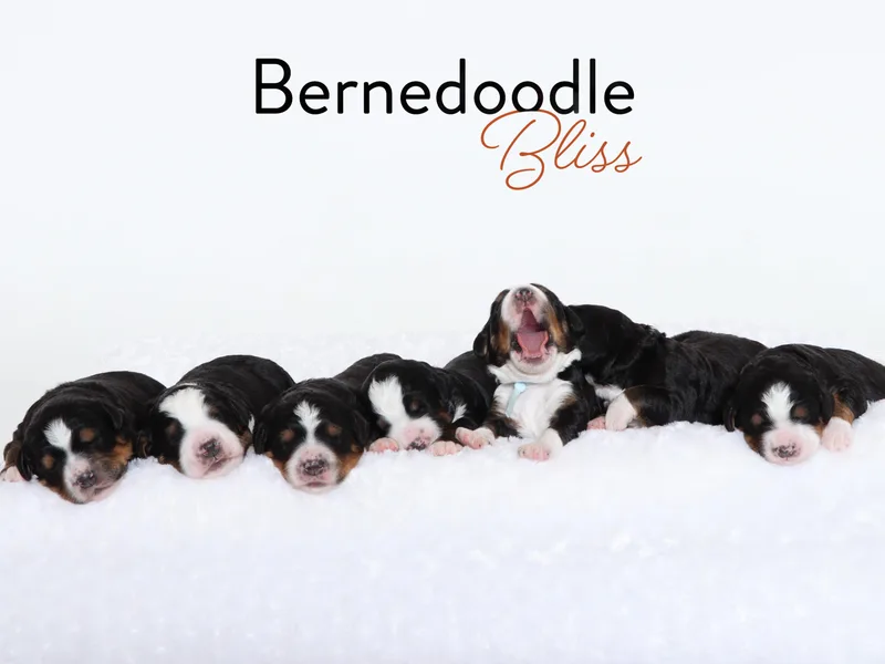 Bernedoodle Bliss