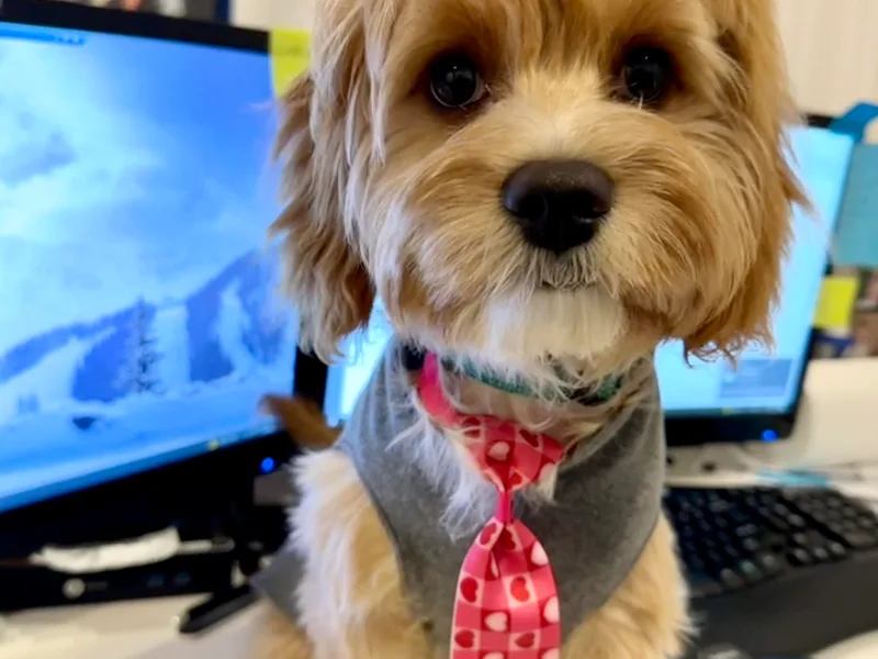 Bernedoodle Boutique (and Cavapoos)