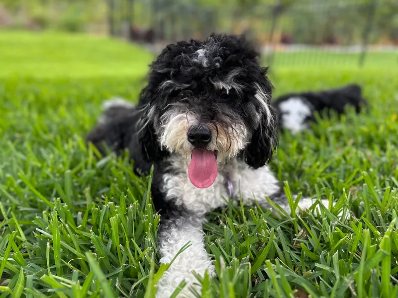 Bernedoodle Bunch photo 1