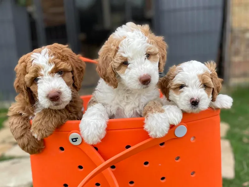 Bernedoodle Hill photo 1