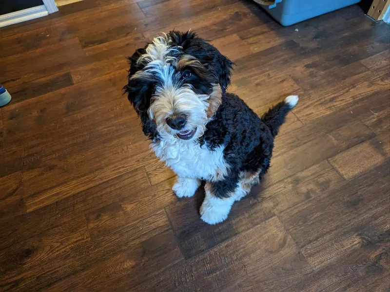 Bernedoodle Love Puppies