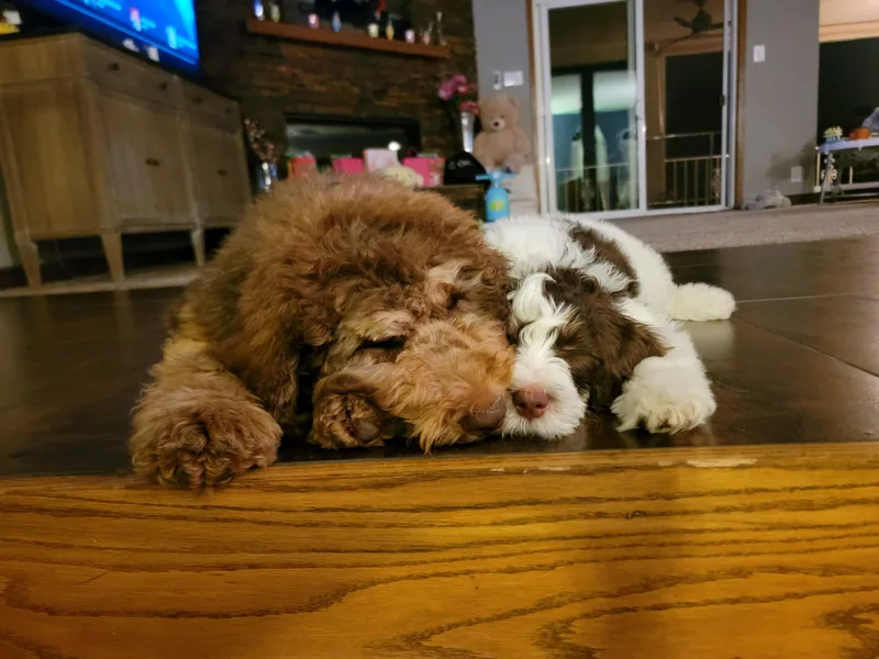 Bernedoodle Lovers photo 1
