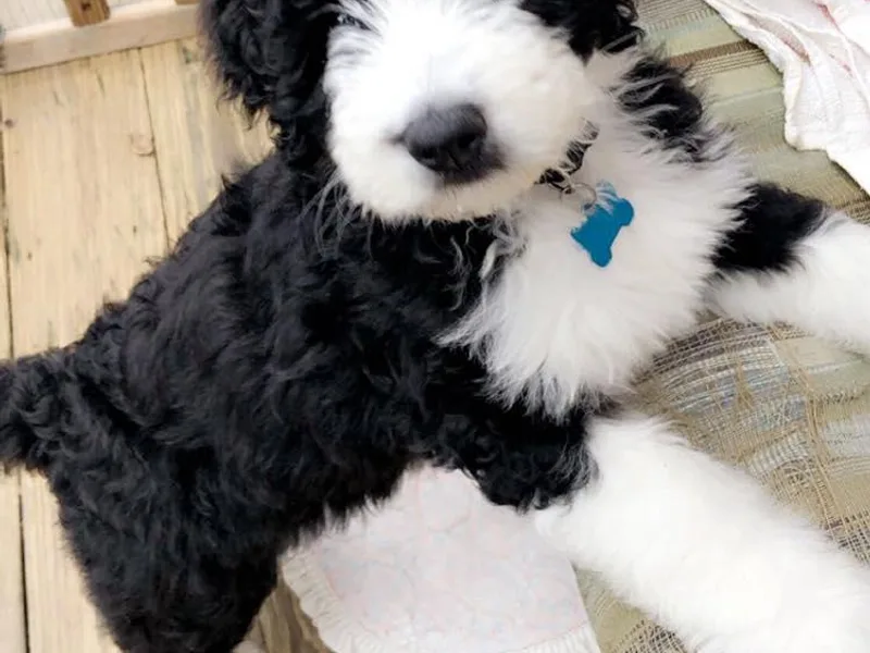 Bernedoodle Puppies