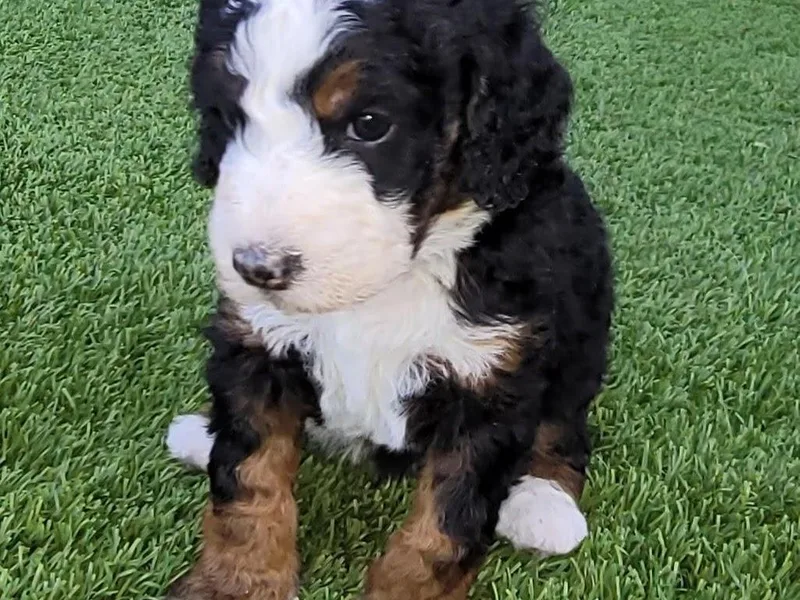Bernedoodles By Faith