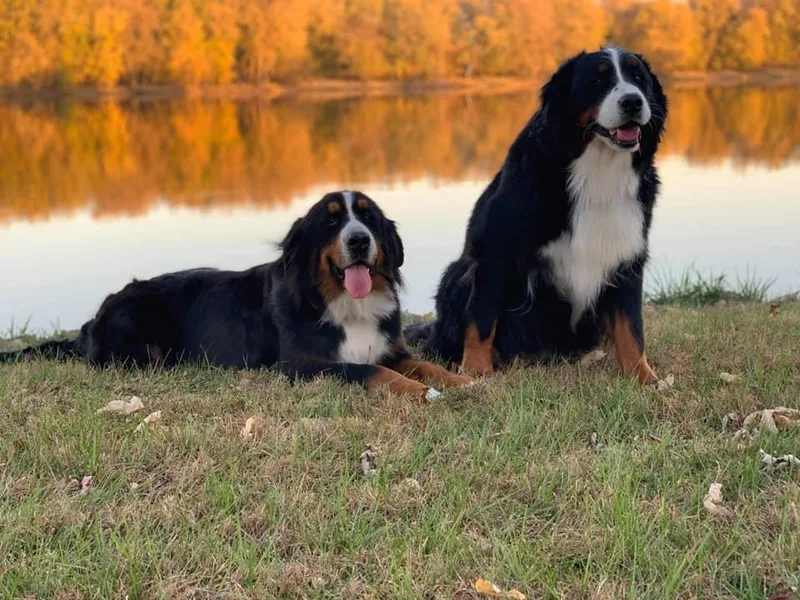 Bernedoodles by Zee and Jewel