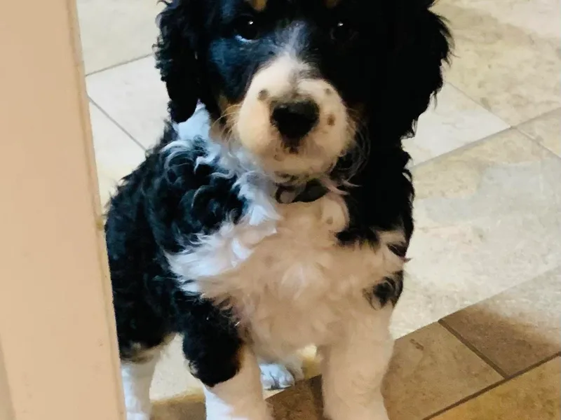 Bernedoodles of Utah