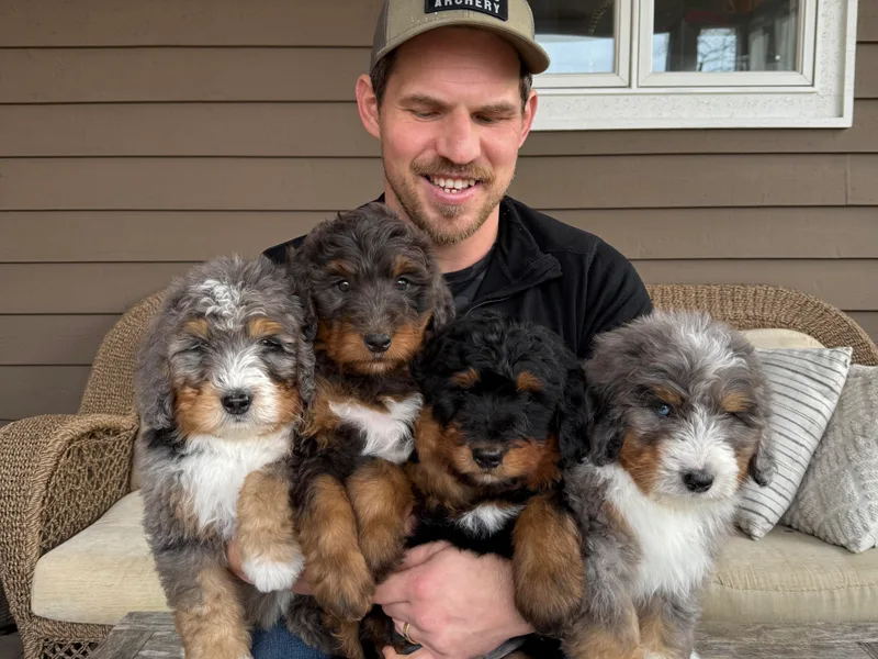 Berner Ridge Kennels