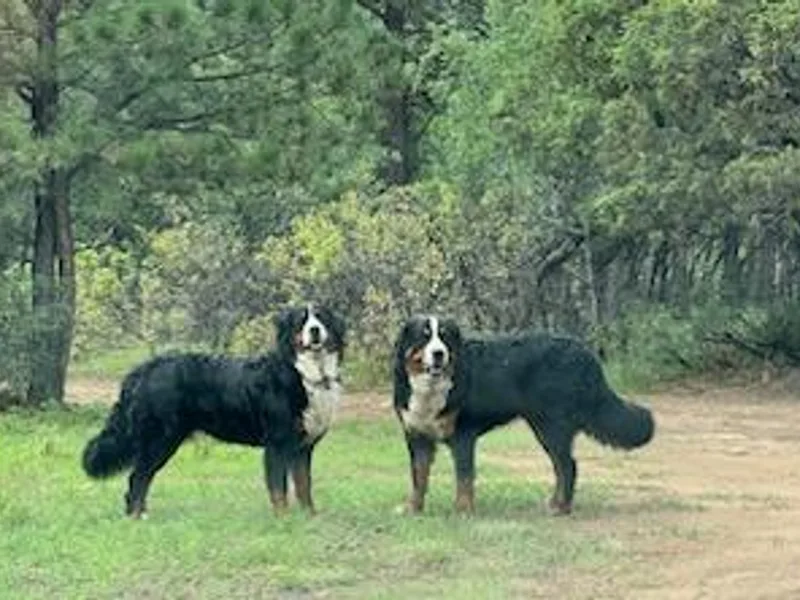 Berners of New Mexico