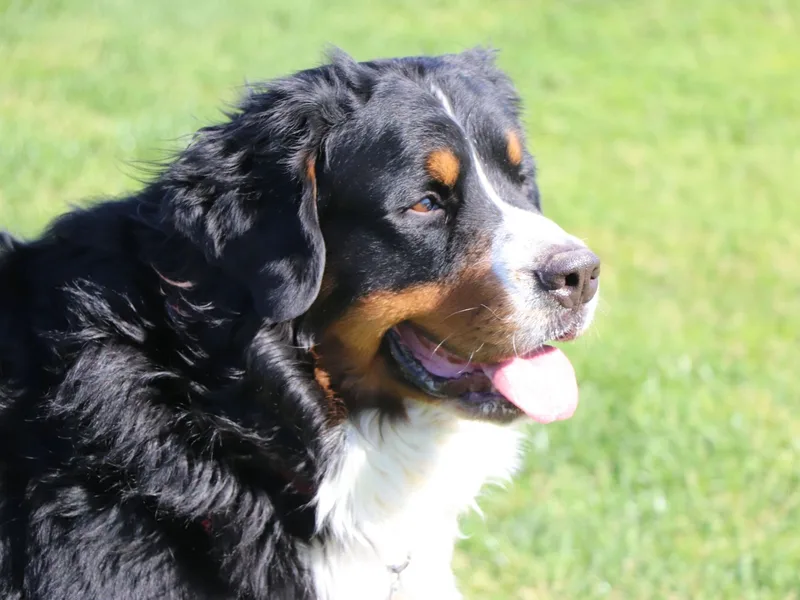 Bernese at Hillridge
