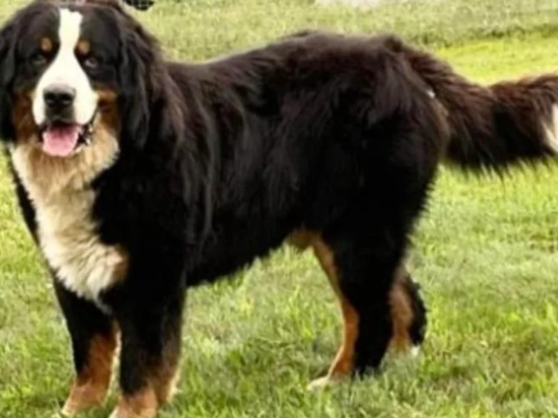Bernese/Labs &amp; More