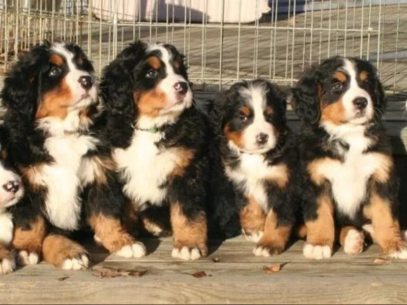 Bernese
