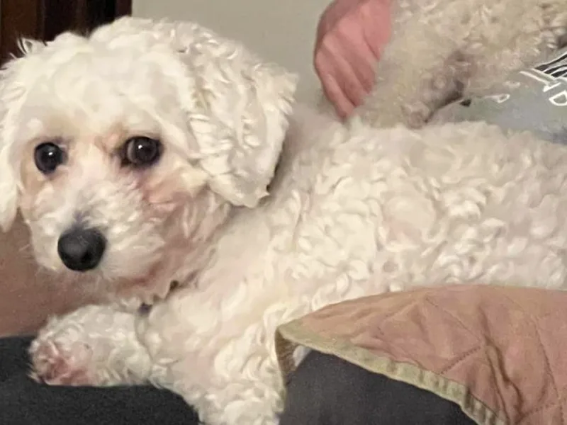 Bernice’s Beautiful Bichons