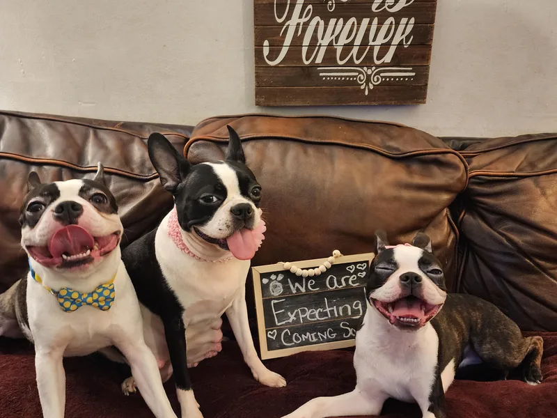 Bernies Boston Terriers