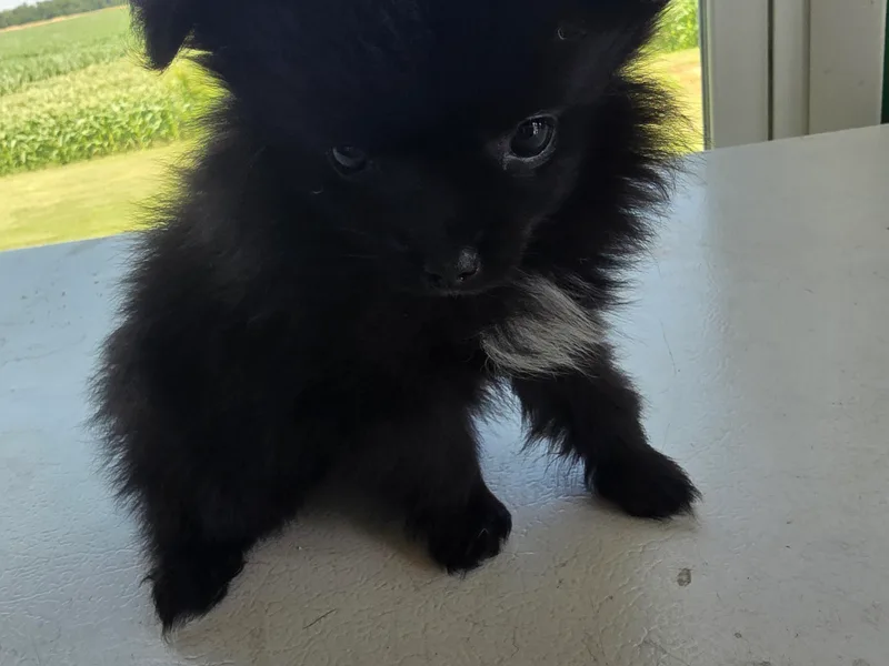 Bernings Pomeranians