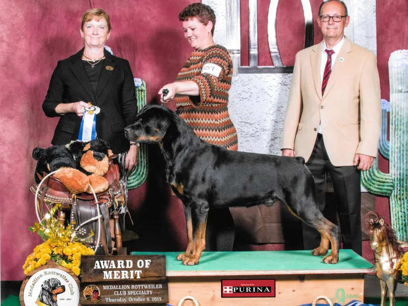 Bernkastel Rottweilers &amp; Brussels Griffon photo 1