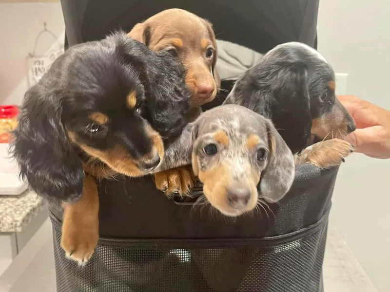 Berry Dachshunds