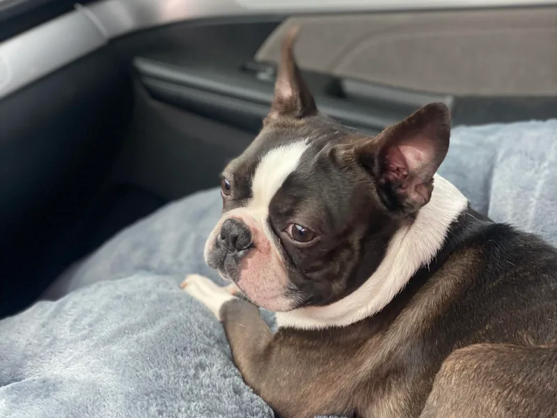 Berry Hill Boston Terriers