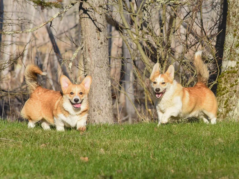 Berry Hill Corgis