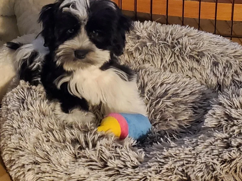 Berry Schnauzers Lil Paws
