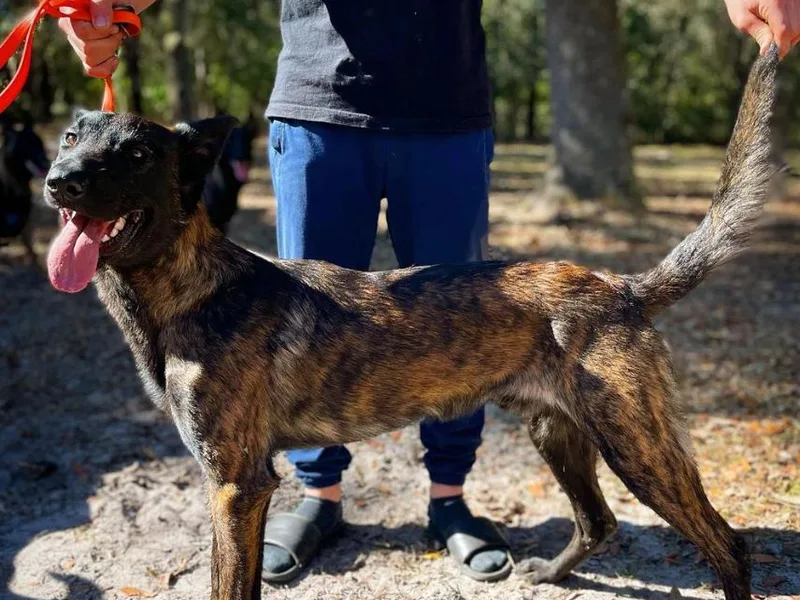 Berserker Malinois Kennel