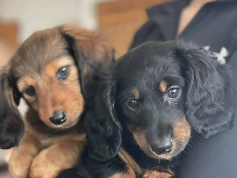 Bert’s Dachshunds