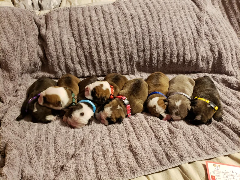 Bertha Butt Bulldogs