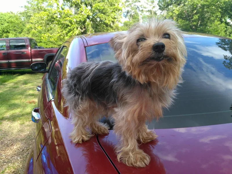 Bertha McAdams's Yorkshire Terriers