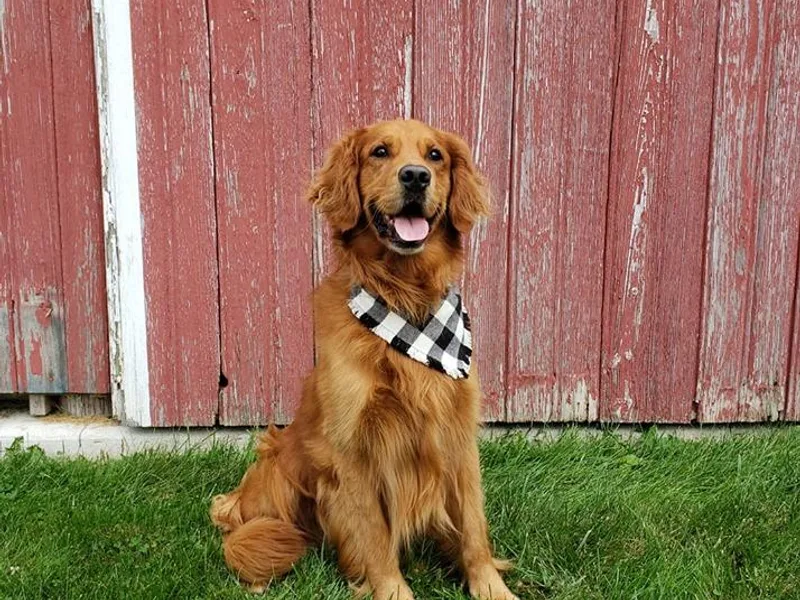 Bertke AKC Golden Retrievers and Bernese Mountain Dogs