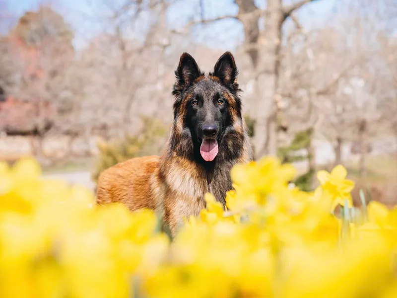 Besai Belgian Tervuren photo 1