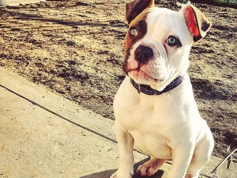 Best Buds American Bulldogs photo 1