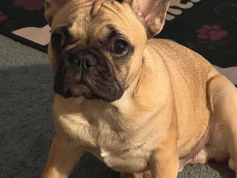 Best Freedom Frenchie