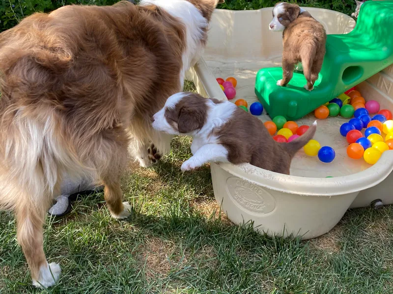 Best Friend Aussies